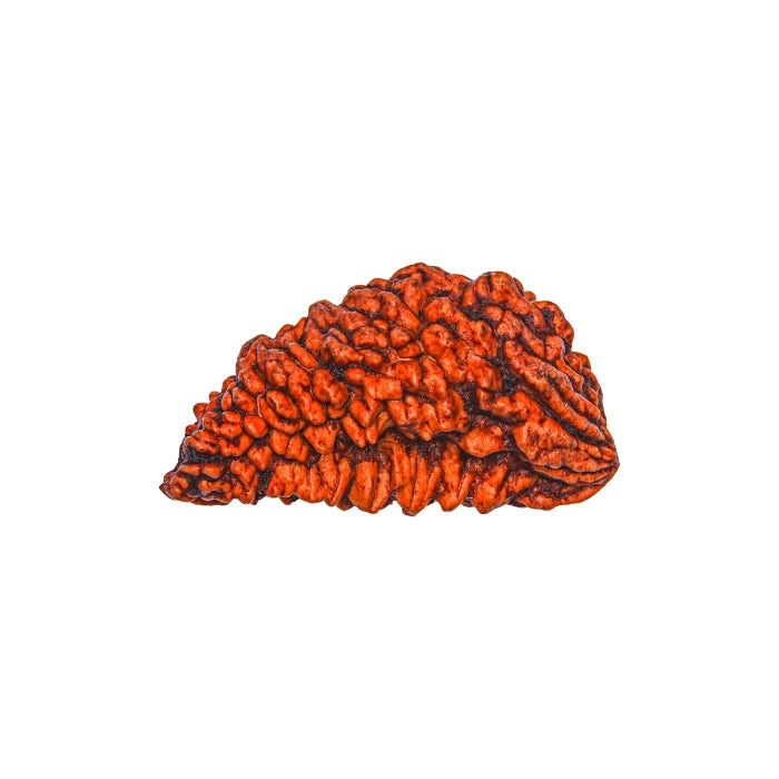 1 Mukhi Rudraksha