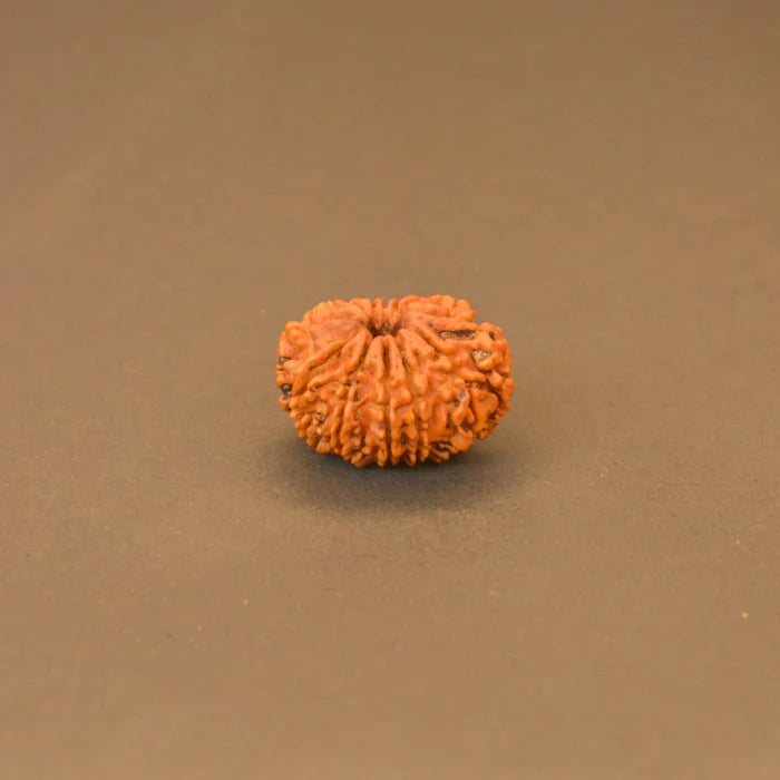 12 Mukhi Rudraksha