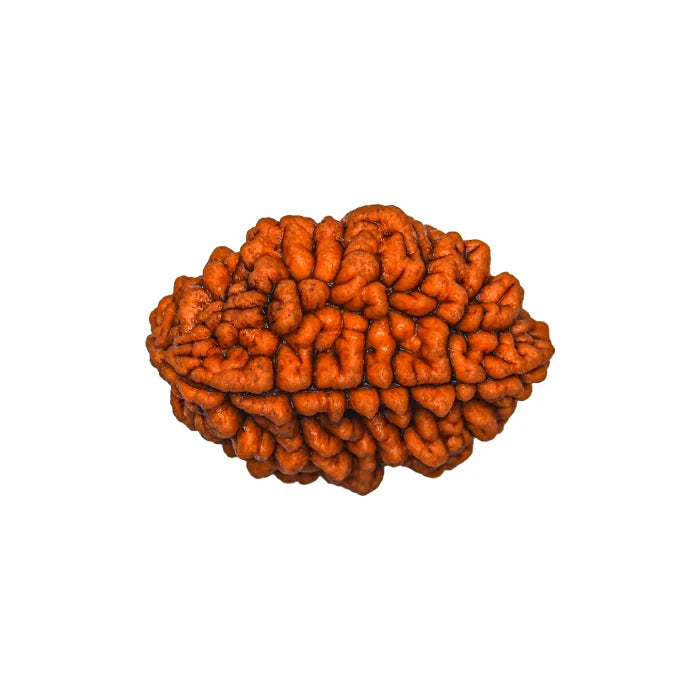 2 Mukhi Rudraksha
