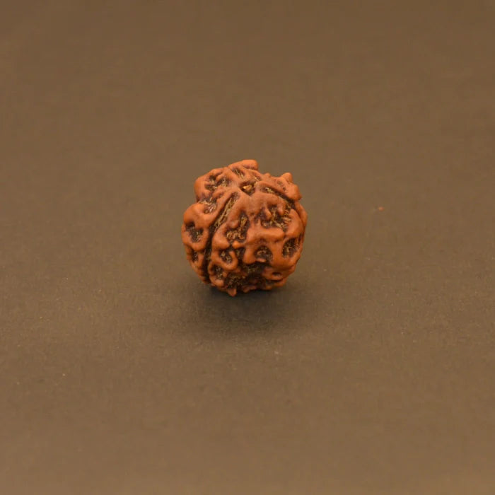 3 Mukhi Rudraksha