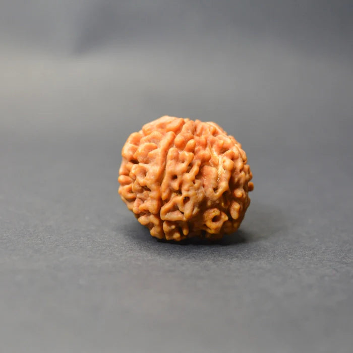 5 Mukhi Rudraksha