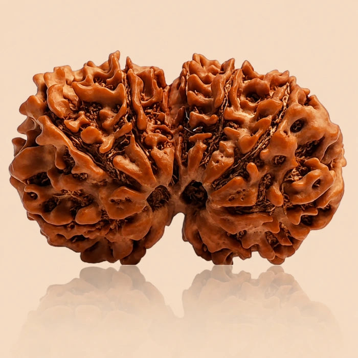 Gauri Shankar Rudraksha