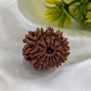 rudraksha
