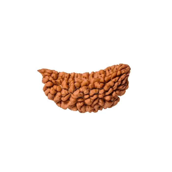 1 Mukhi Rudraksha