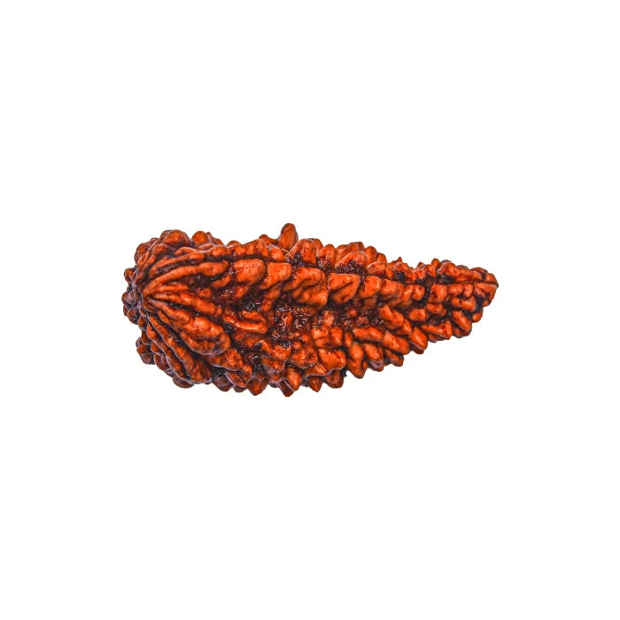 1 Mukhi Rudraksha