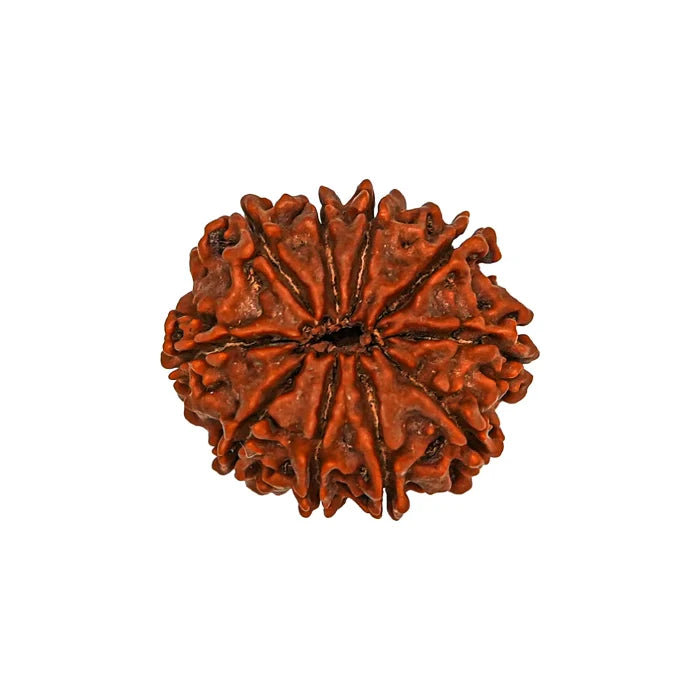 10 Mukhi Rudraksha