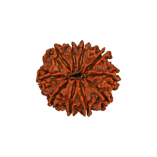 10 Mukhi Rudraksha