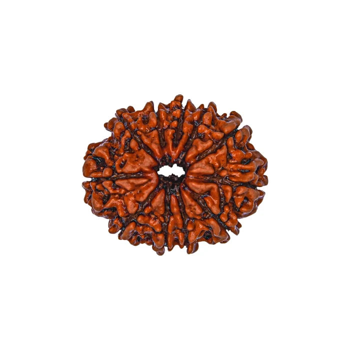 11 Mukhi Rudraksha