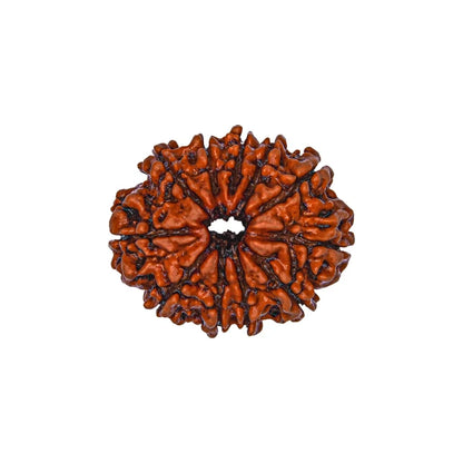 11 Mukhi Rudraksha