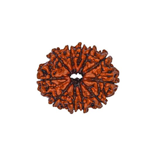 11 Mukhi Rudraksha