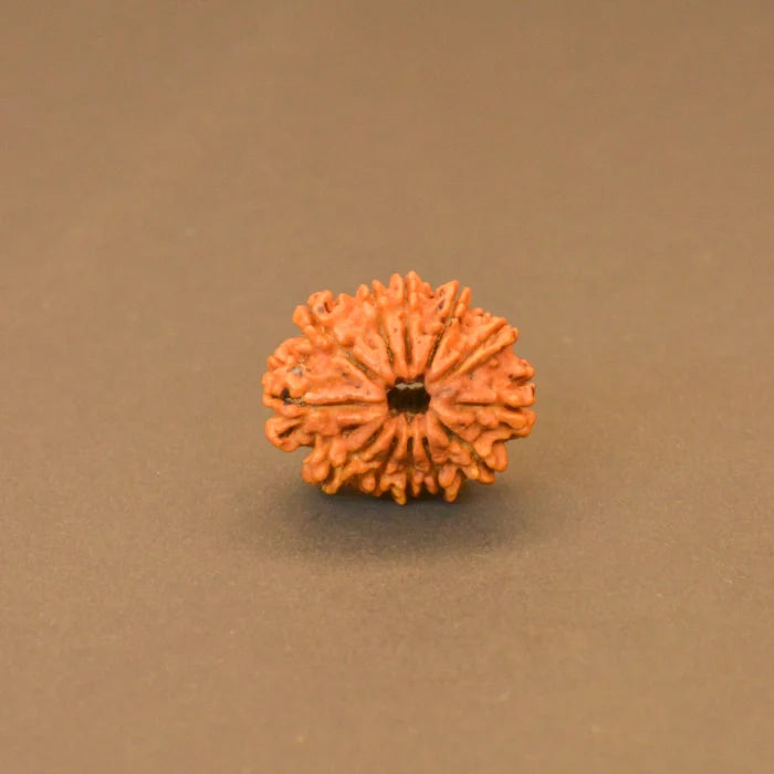 12 Mukhi Rudraksha