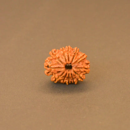 12 Mukhi Rudraksha