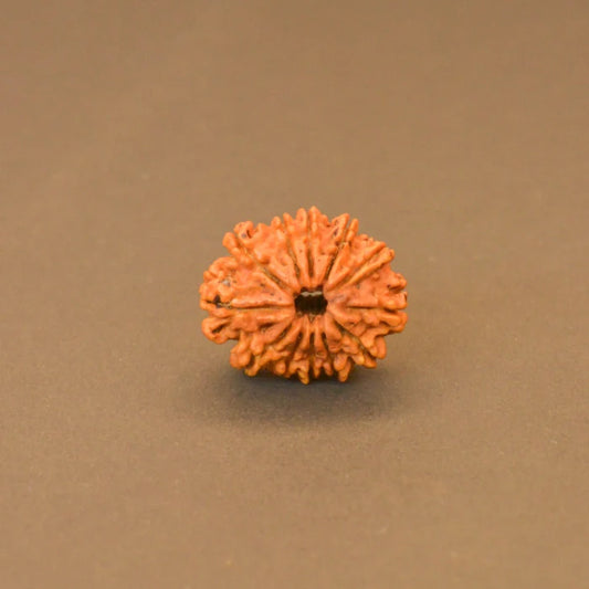 12 Mukhi Rudraksha