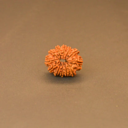 12 Mukhi Rudraksha
