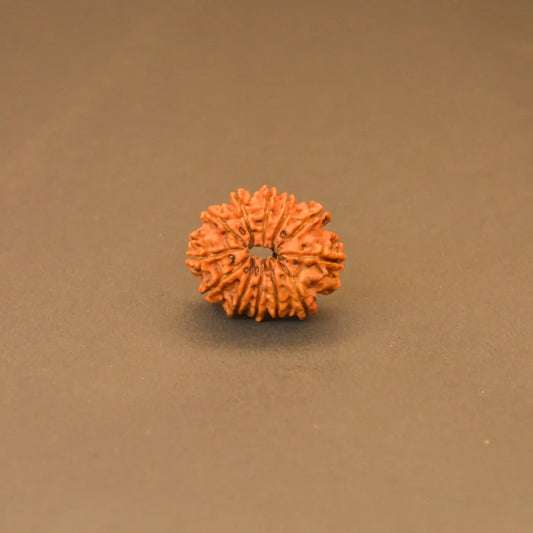12 Mukhi Rudraksha