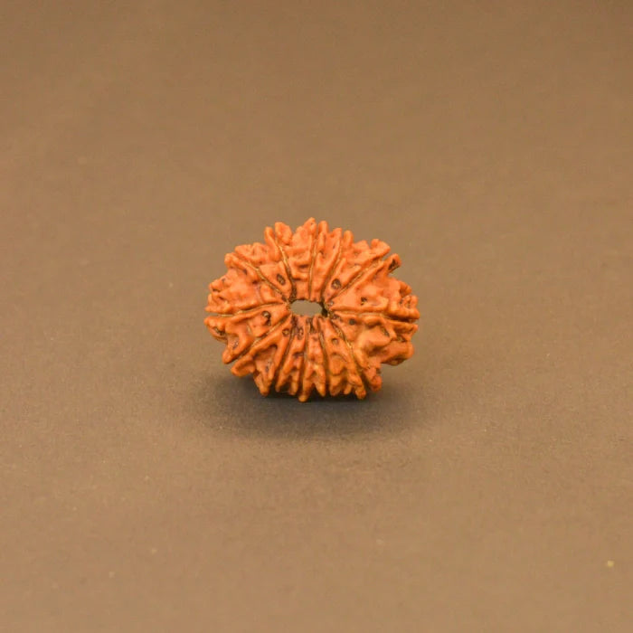 12 Mukhi Rudraksha