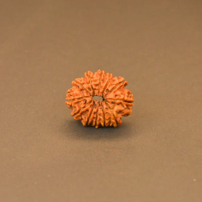 12 Mukhi Rudraksha