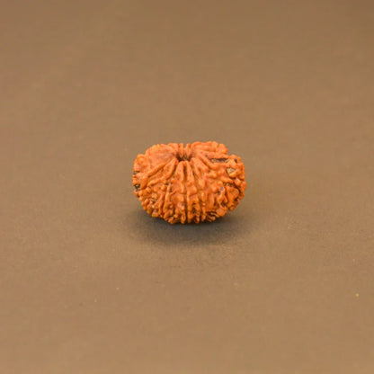 12 Mukhi Rudraksha