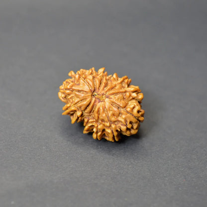 13 Mukhi Rudraksha
