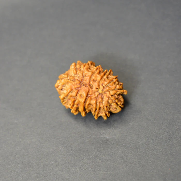13 Mukhi Rudraksha