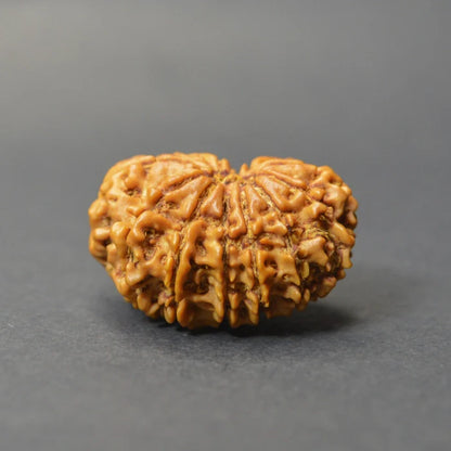 13 Mukhi Rudraksha