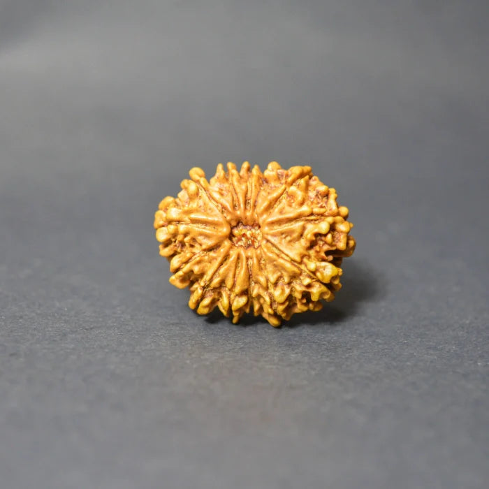 13 Mukhi Rudraksha