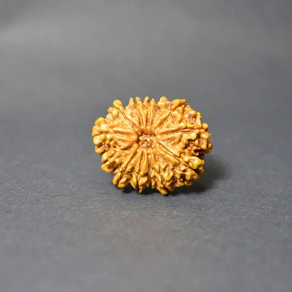 13 Mukhi Rudraksha