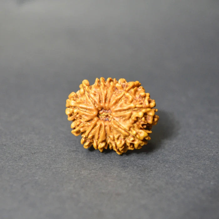 13 Mukhi Rudraksha