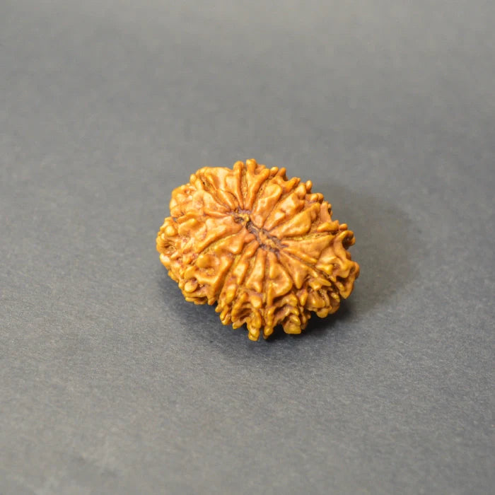 13 Mukhi Rudraksha