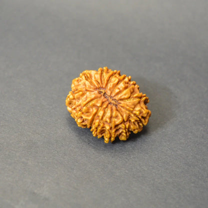 13 Mukhi Rudraksha