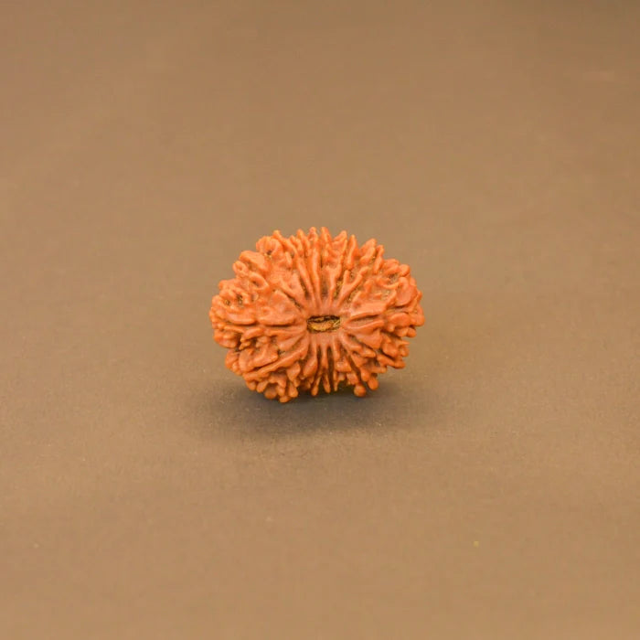 14 Mukhi Rudraksha