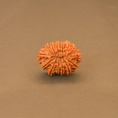 14 Mukhi Rudraksha
