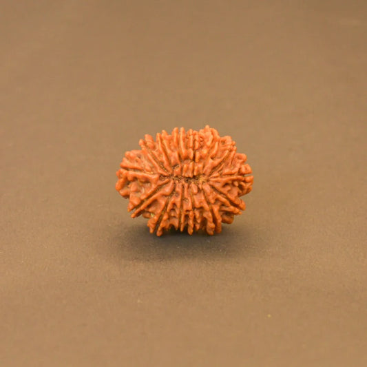 14 Mukhi Rudraksha