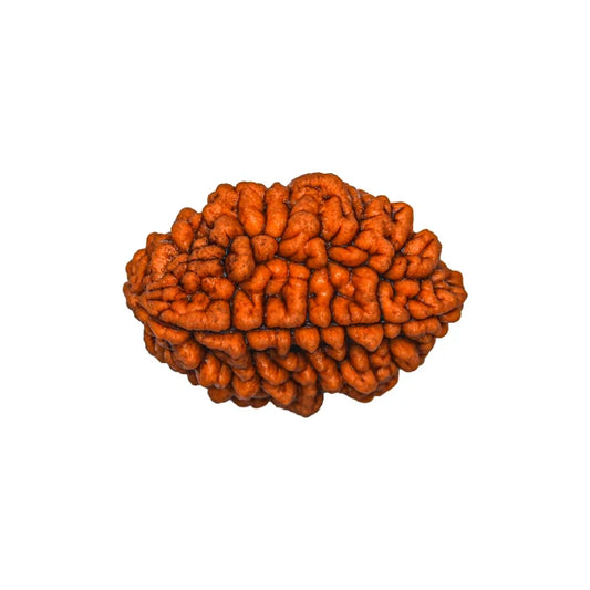 2 Mukhi Rudraksha