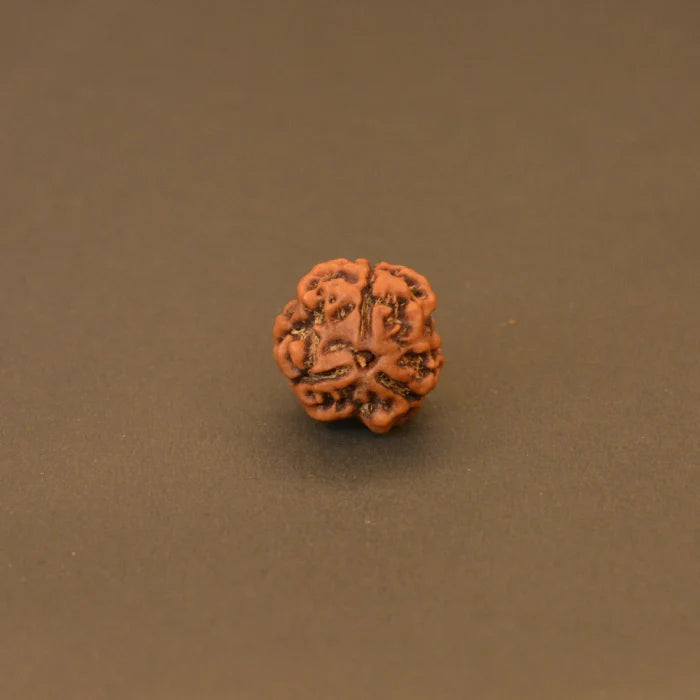 3 Mukhi Rudraksha