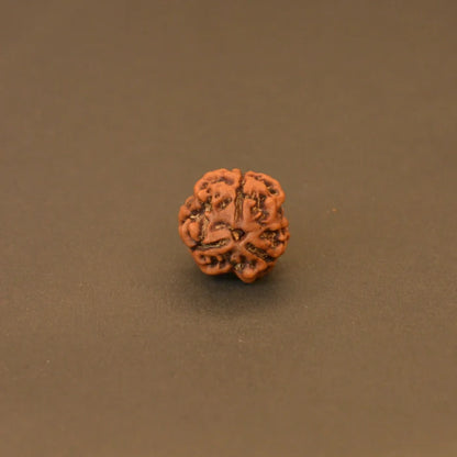 3 Mukhi Rudraksha