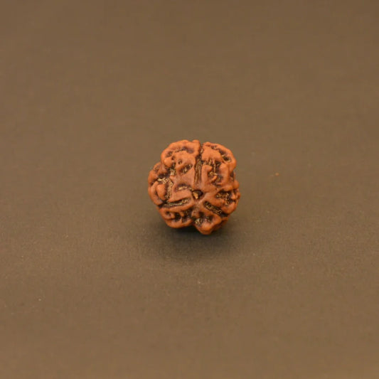3 Mukhi Rudraksha