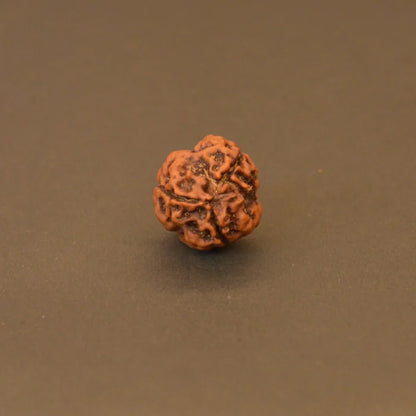 3 Mukhi Rudraksha