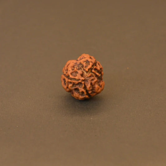 3 Mukhi Rudraksha