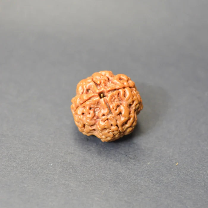 4 Mukhi Rudraksha