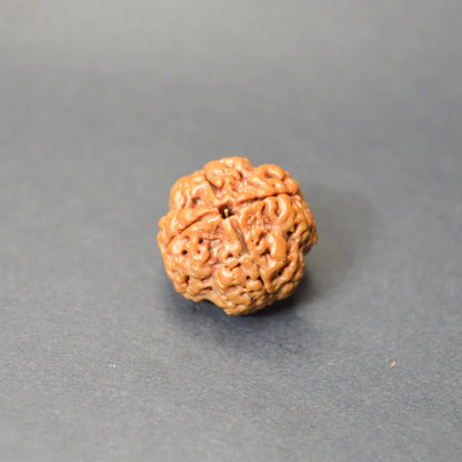 4 Mukhi Rudraksha