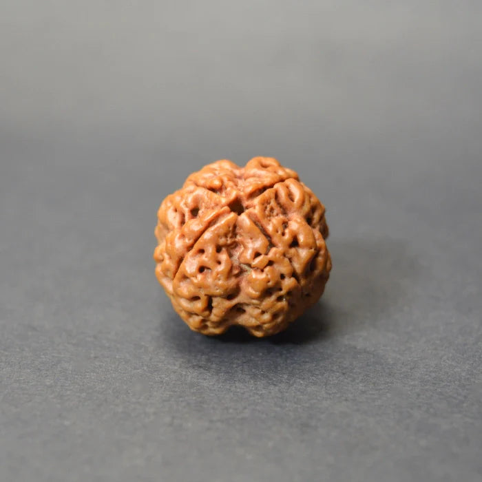 4 Mukhi Rudraksha