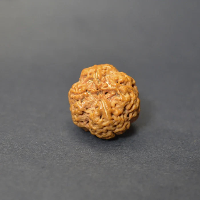 4 Mukhi Rudraksha