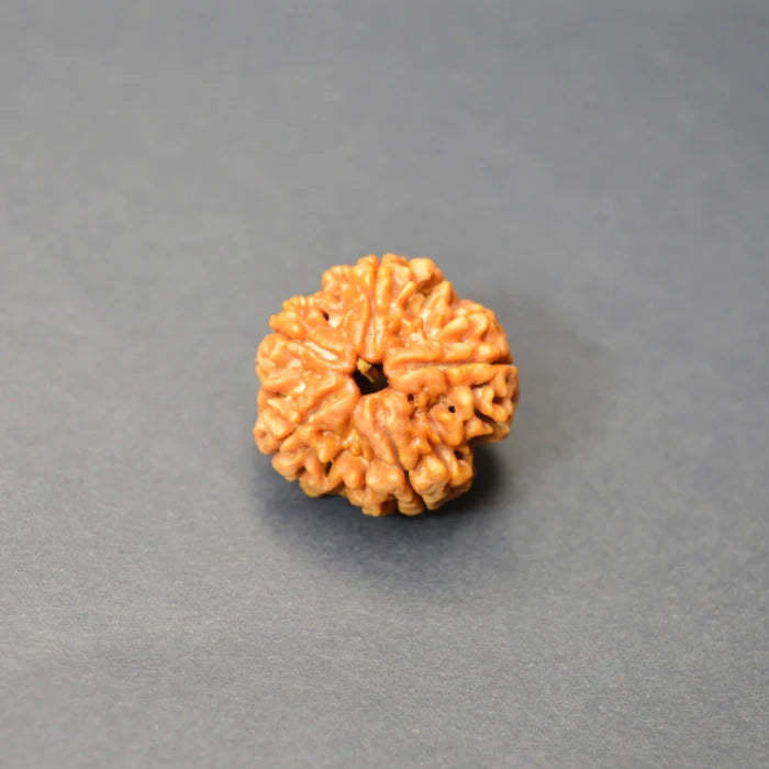 5 Mukhi Rudraksha