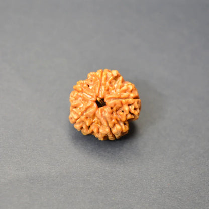 5 Mukhi Rudraksha