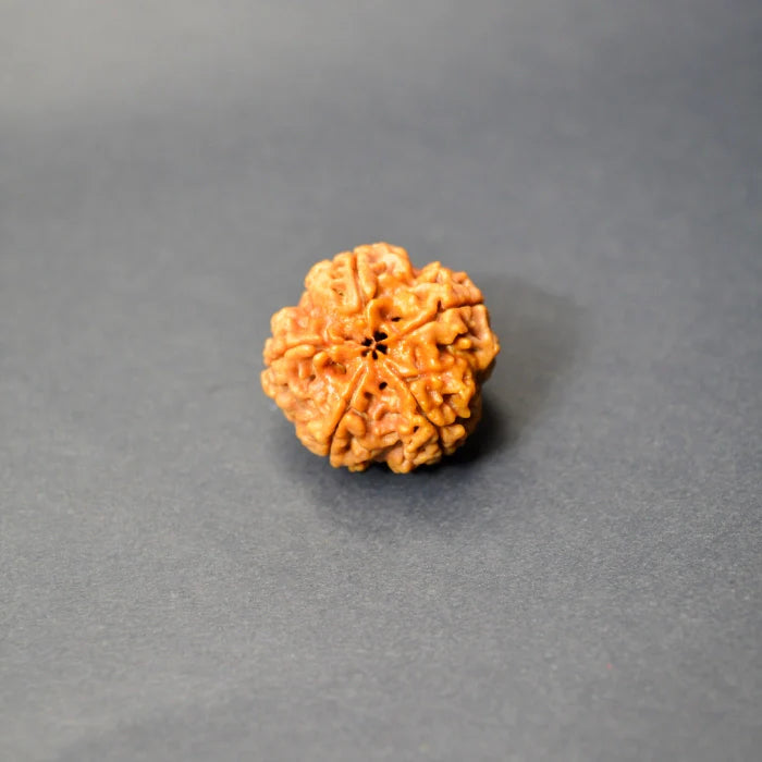 5 Mukhi Rudraksha