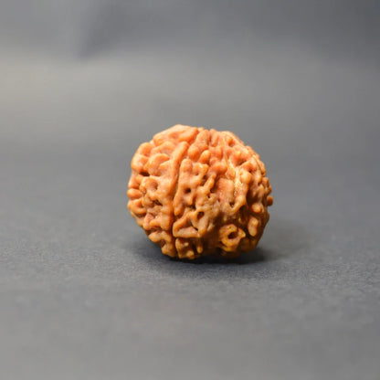 5 Mukhi Rudraksha