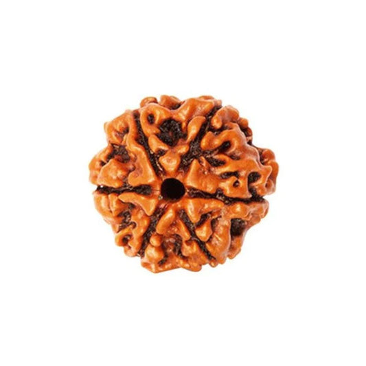 6 Mukhi Rudraksha