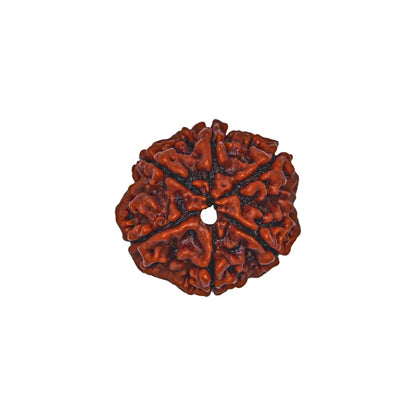 6 Mukhi Rudraksha