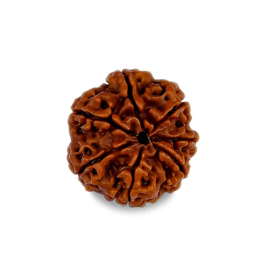 7 Mukhi Rudraksha
